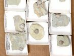 Lot: Blastoid Fossils On Shale From Illinois - Pieces #134135-1